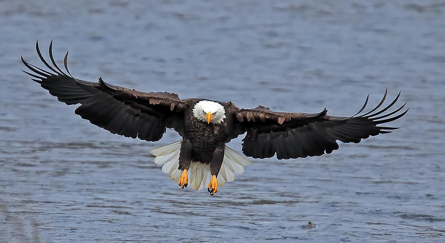 Eagle Head On 1 Photograph by Evergreen Photography