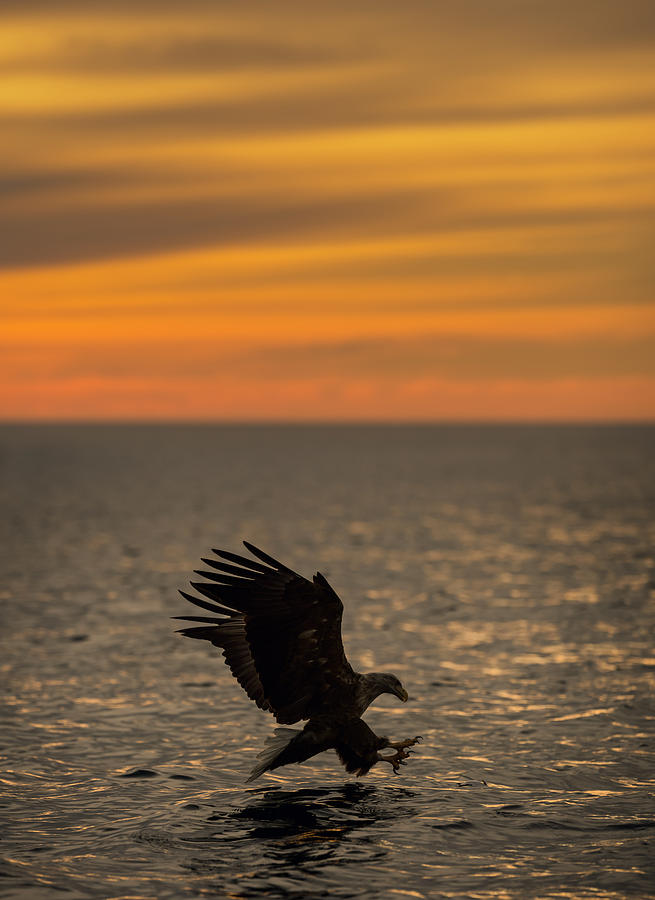 Eagle Hunting at Sunset Photograph by Andy Astbury