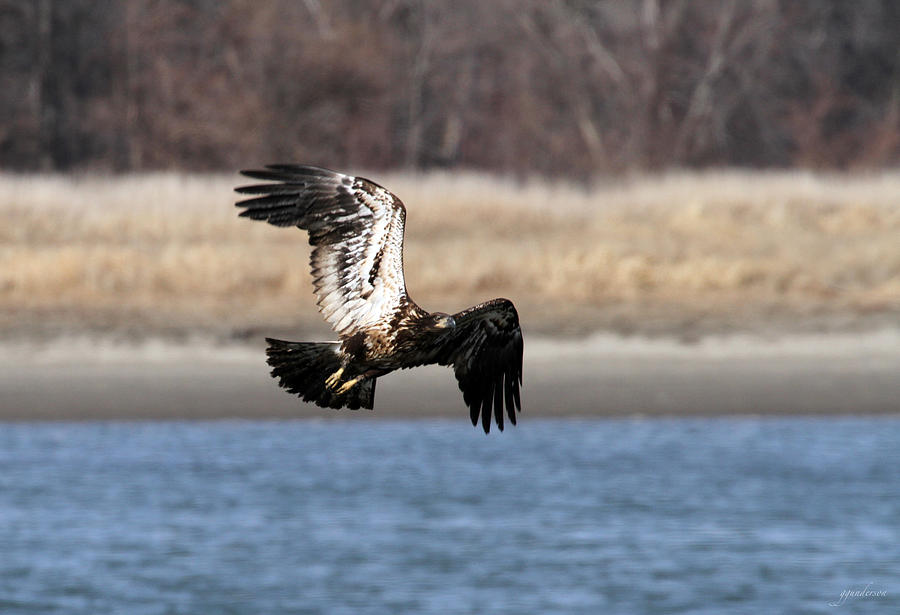 Eagle I Photograph by Gary Gunderson