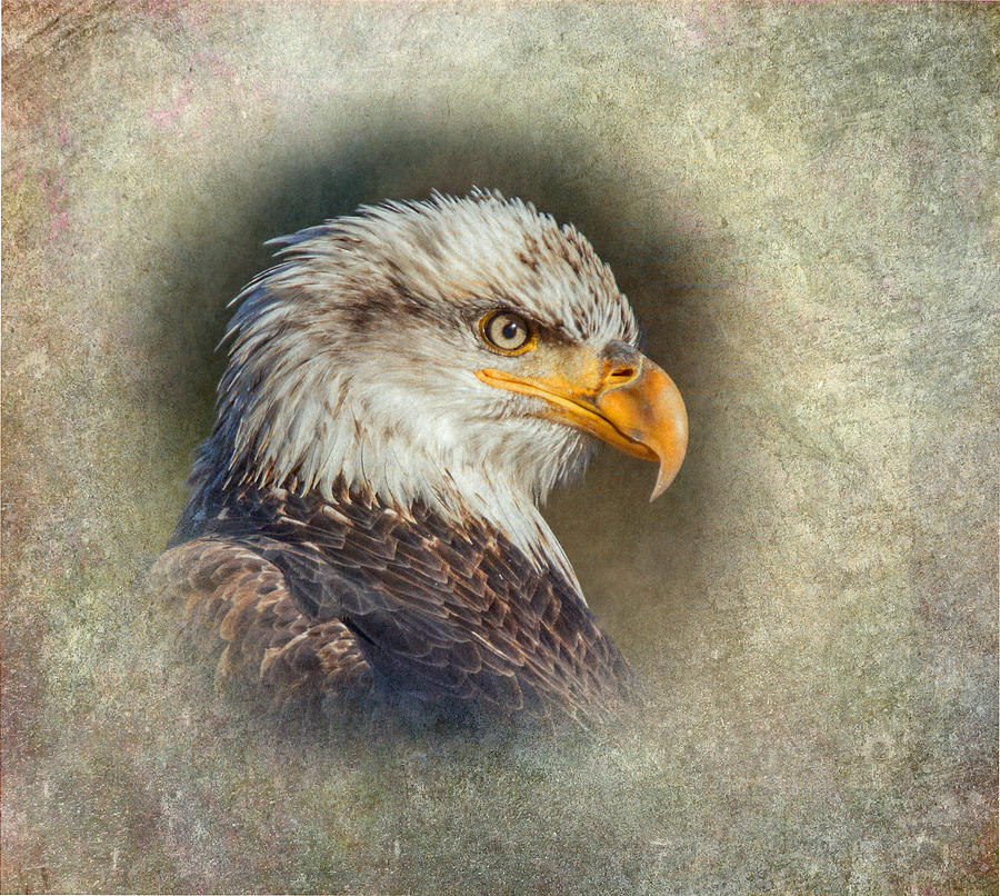 Eagle Icon Photograph by Angie Vogel