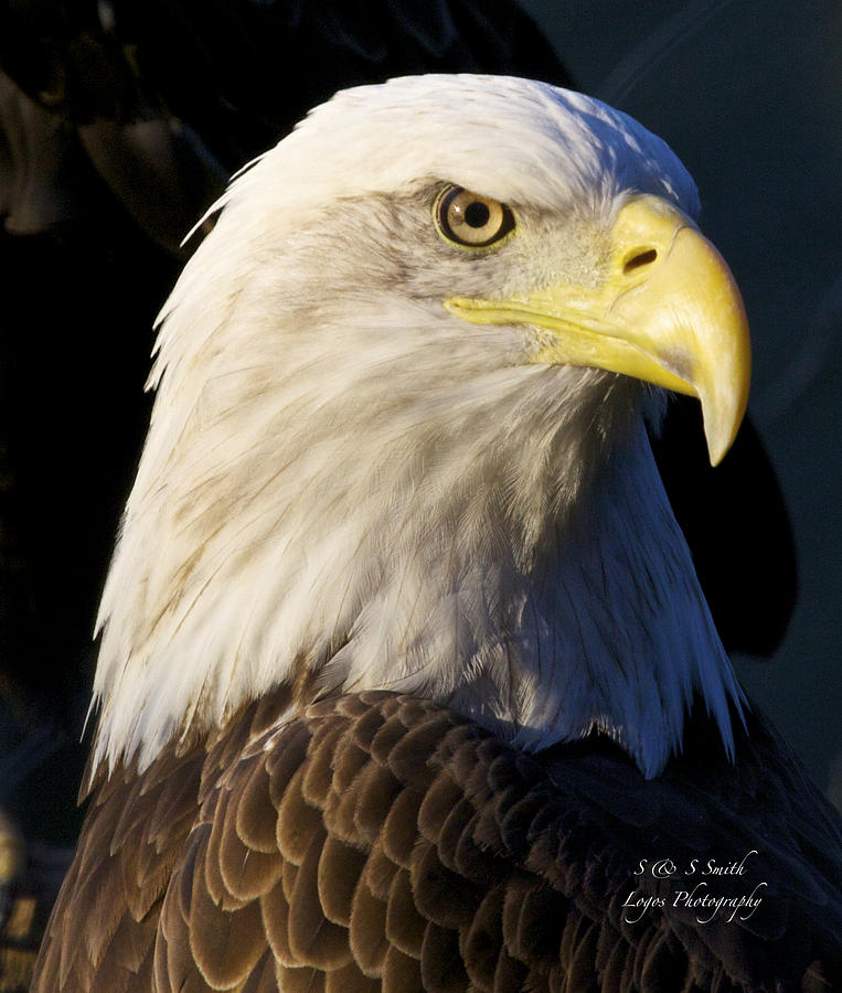 Eagle in evening light Photograph by Steve and Sharon Smith
