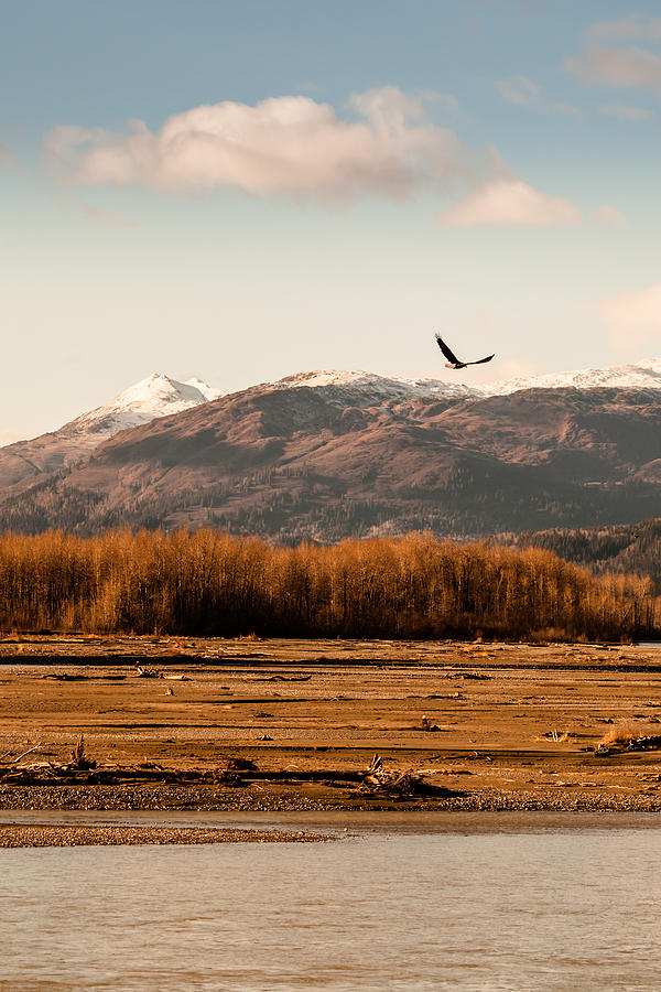 Eagle in Fall Photograph by Michele Cornelius