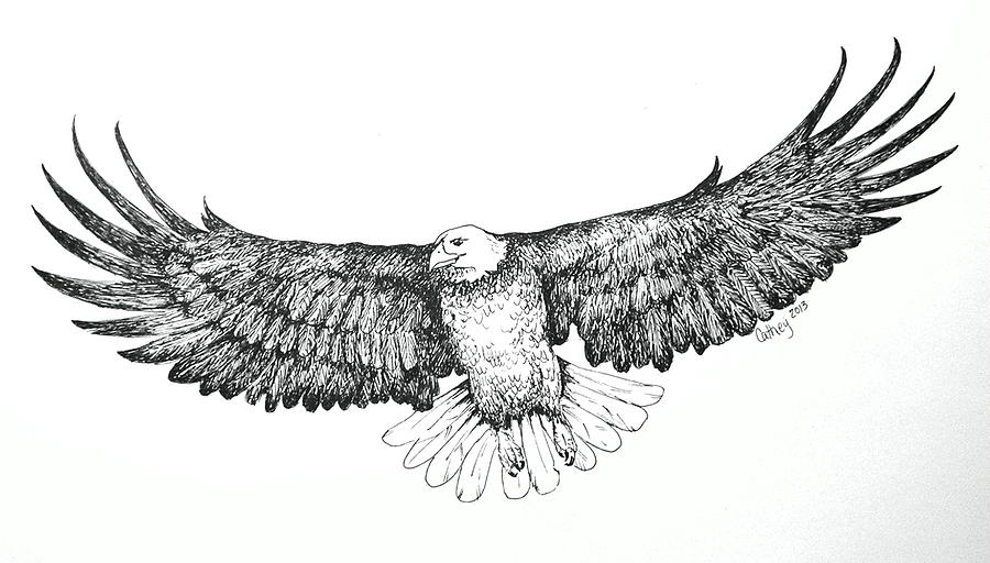 Eagle In Flight Drawing by Catherine Howley
