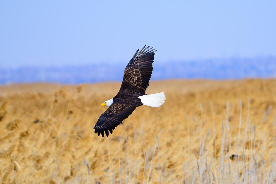Eagle In Flight Photograph by Greg Norrell