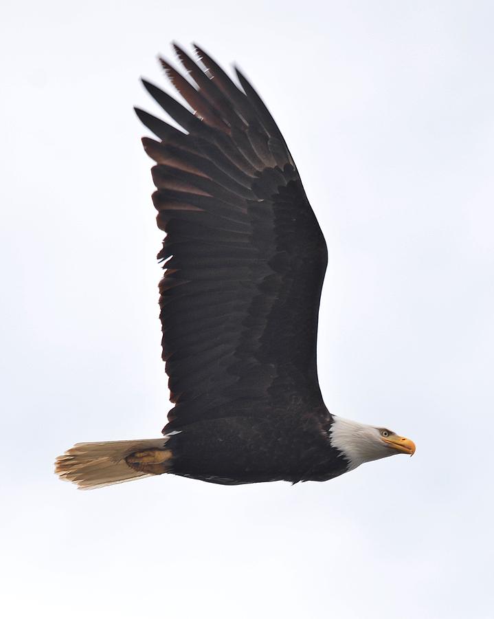 Eagle in Flight Photograph by Jeff Cook