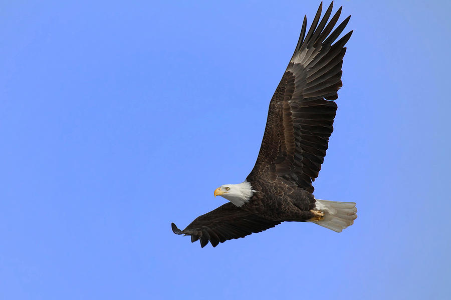 Eagle In Flight Photograph by John Absher - Fine Art America