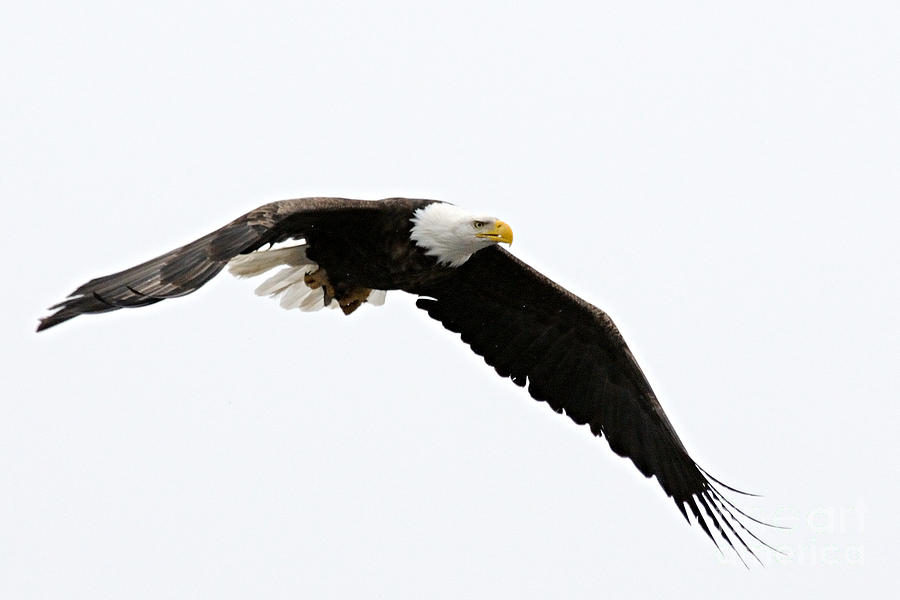 Eagle in Flight Photograph by Larry Ricker