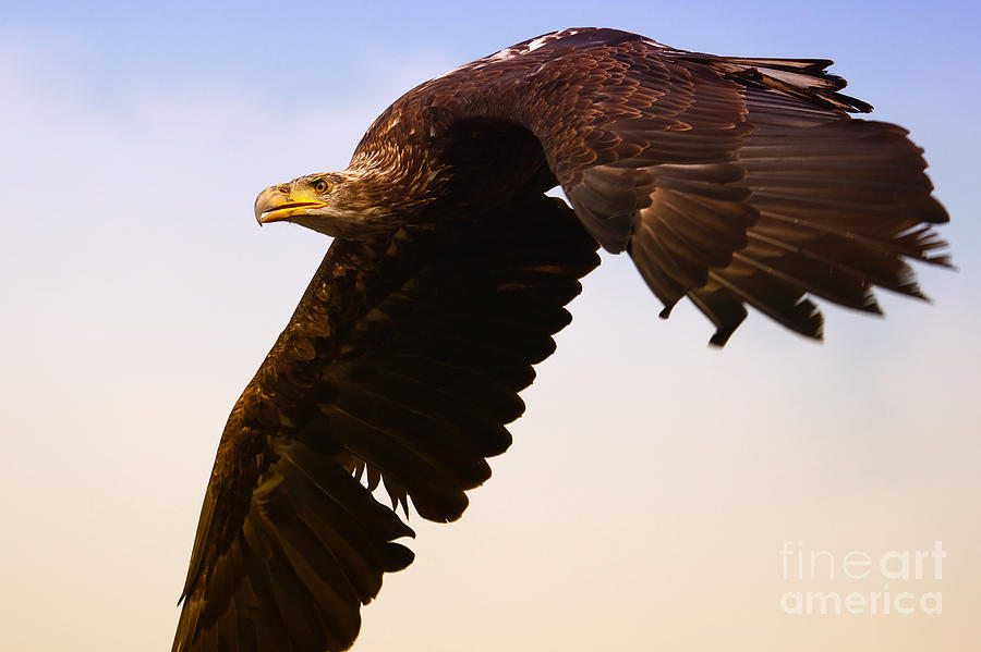 Eagle in flight Photograph by Nick  Biemans