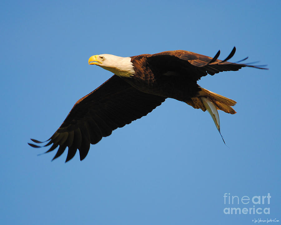 Eagle in Flight With Fish II Photograph by Jai Johnson