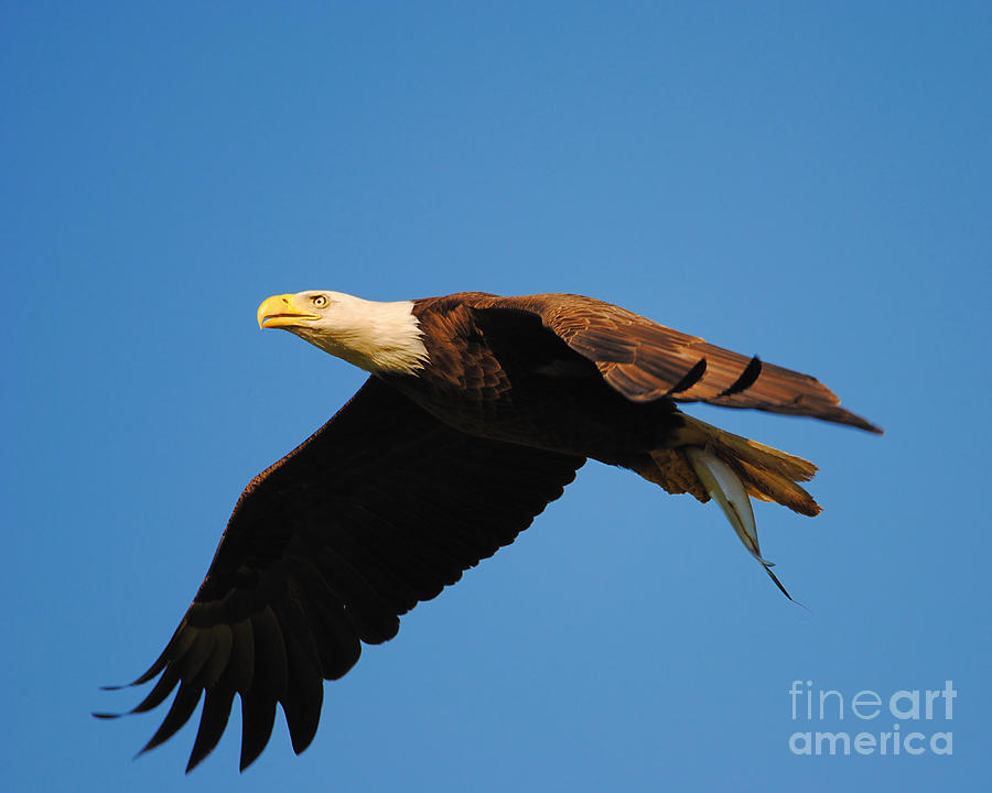 Eagle in Flight With Fish Photograph by Jai Johnson