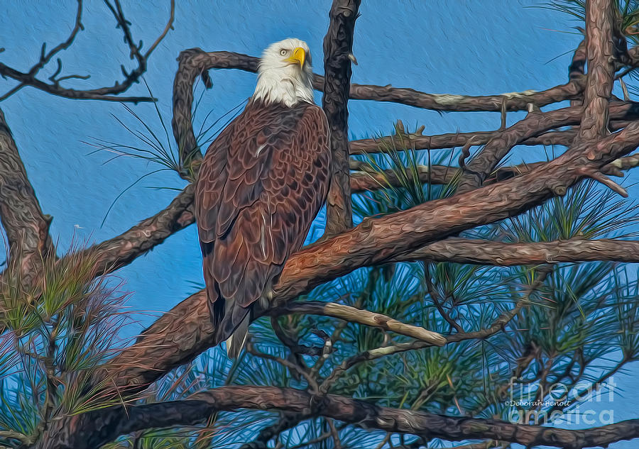Eagle Photograph - Eagle In Oil by Deborah Benoit