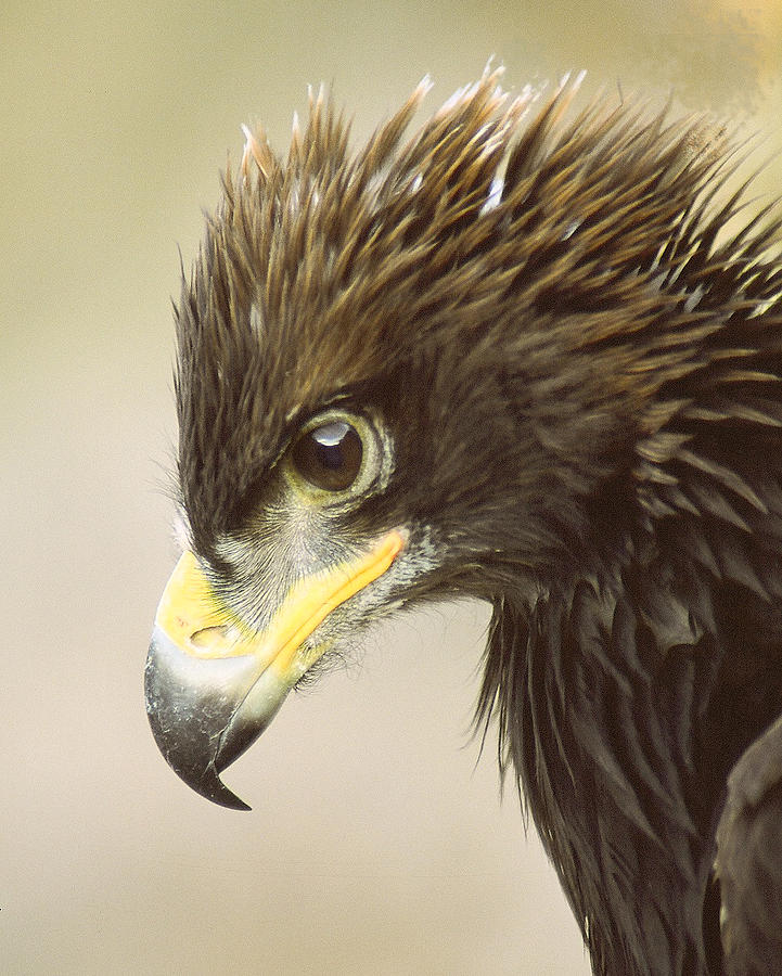 Eagle in Profile Photograph by Jim Snyder