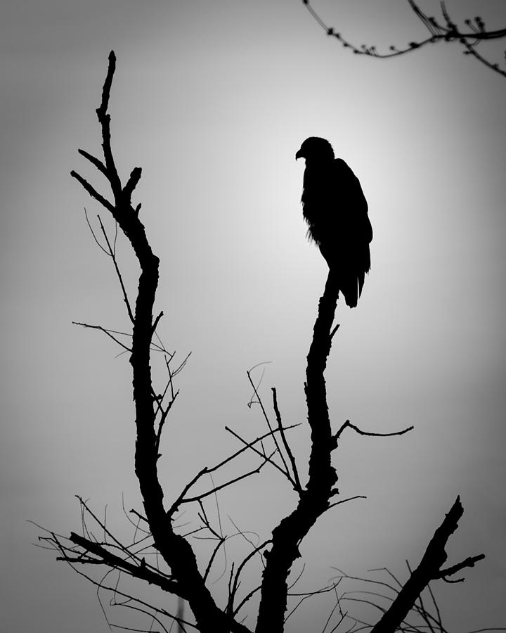 Eagle in Silhouette Photograph by James Barber