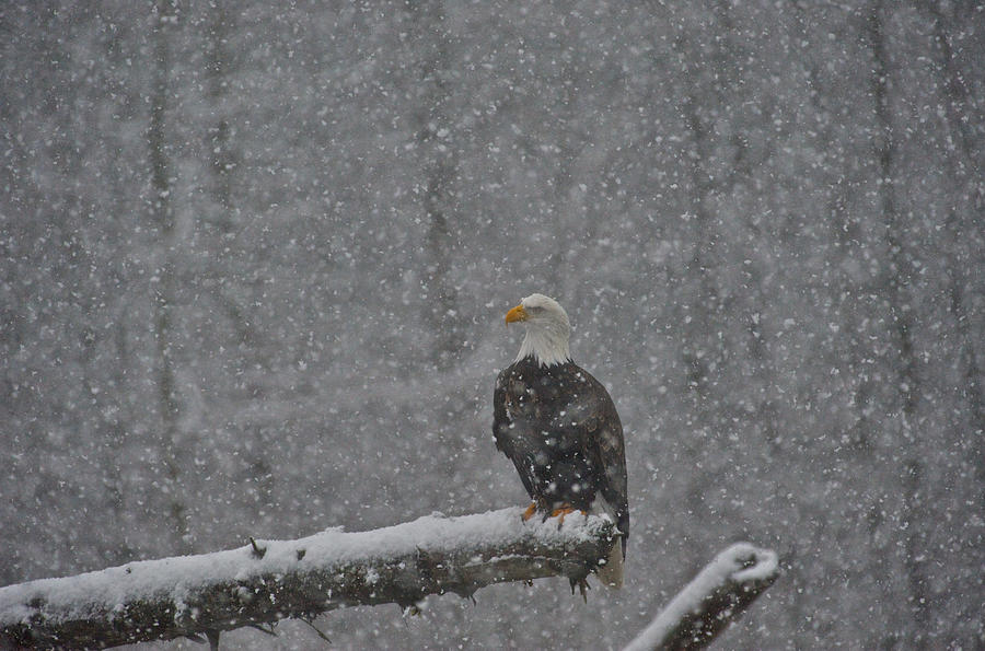 Eagle in snow - 3 Photograph by Hisao Mogi