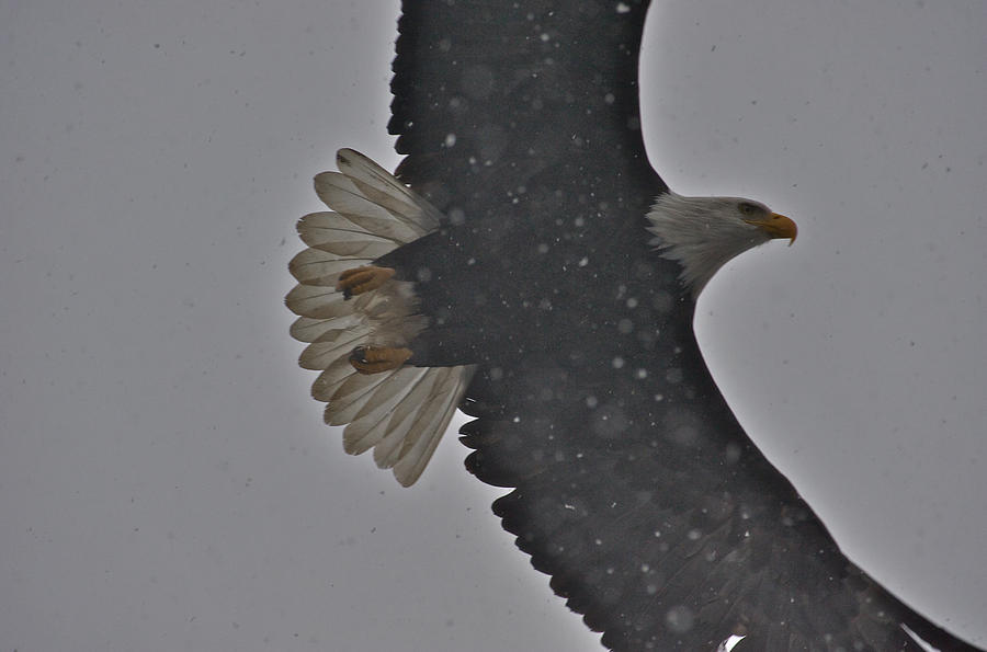 Eagle in snow - 4 Photograph by Hisao Mogi