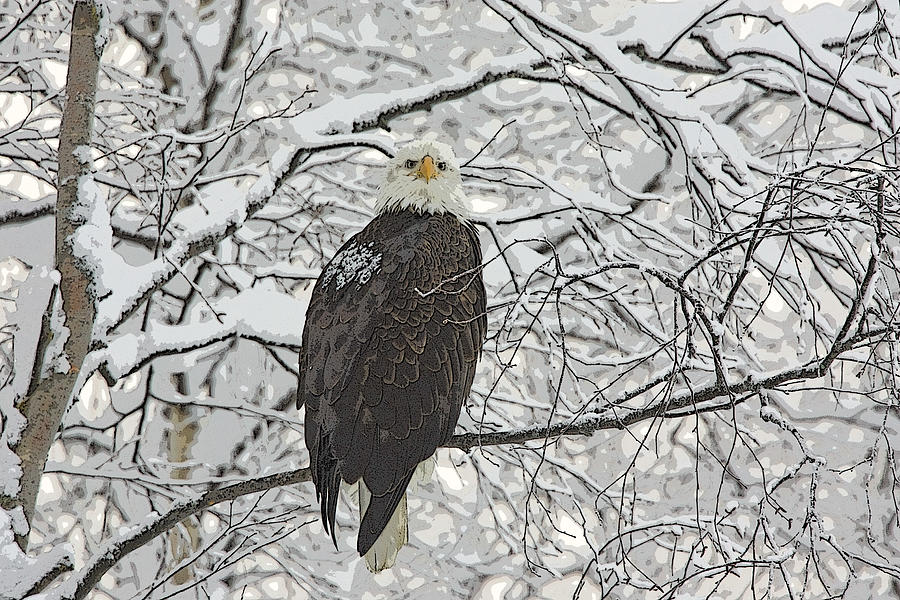 Eagle in Snow- Abstract Photograph by Tim Grams - Fine Art America