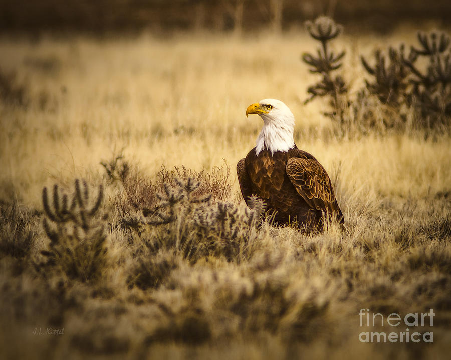 Eagle in the Desert Photograph by Medicine Tree Studios