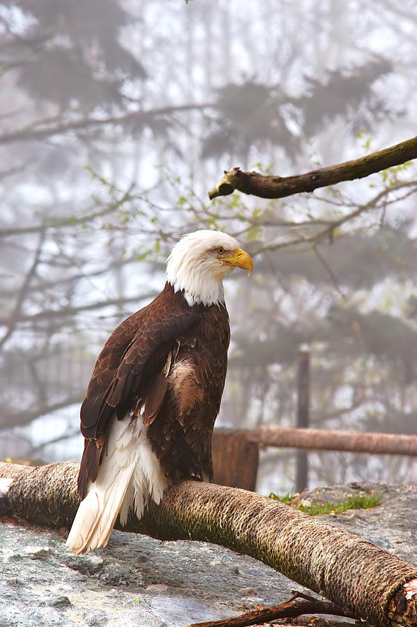 Eagle in the Fog Photograph by Mary Almond