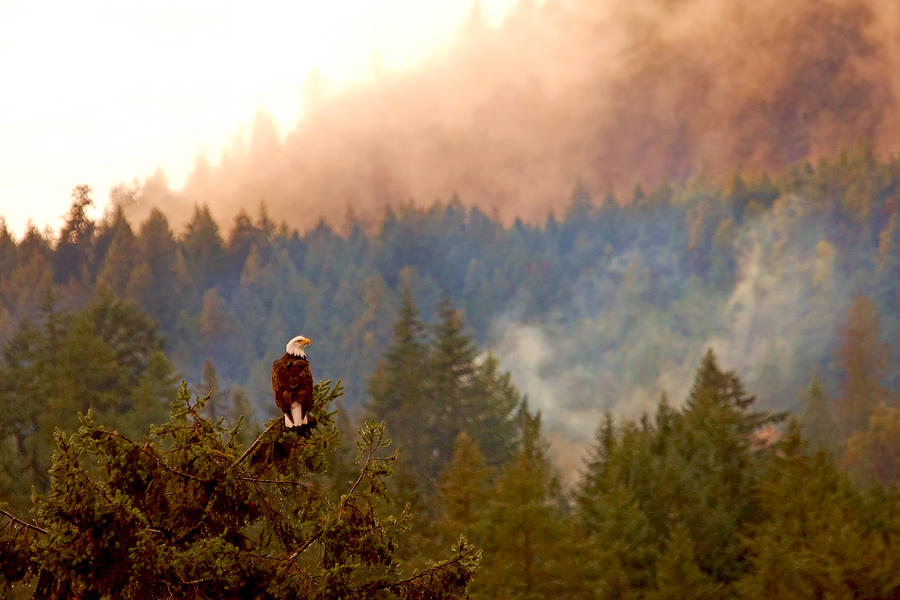 Eagle in the Mist Photograph by Peggy Collins
