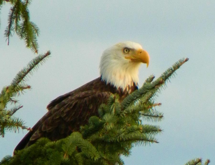 Eagle in Tree Photograph by Gallery Of Hope 