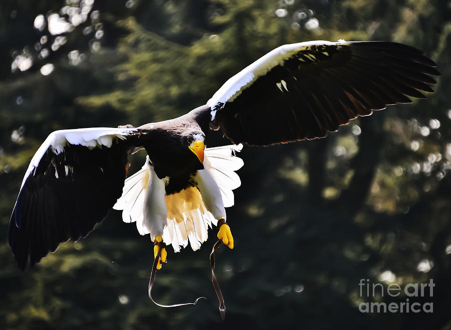 Eagle is Landing Photograph by Elvis Vaughn