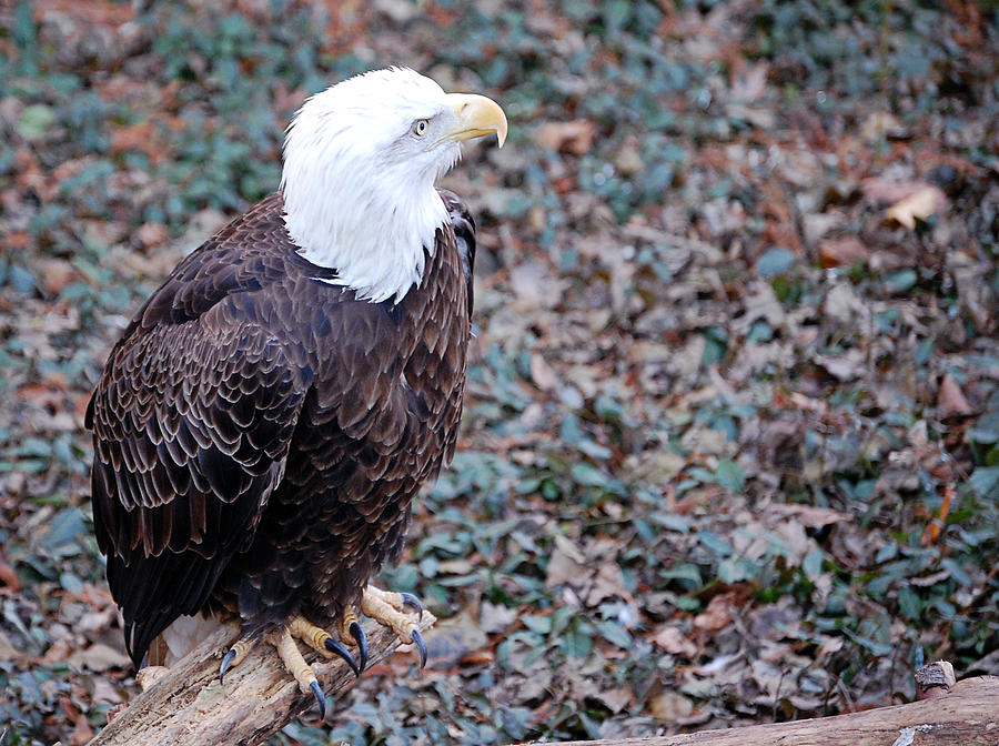 Eagle Photograph by Jade Knights