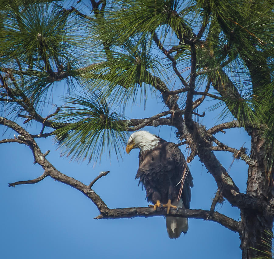 Eagle Photograph by Jane Luxton