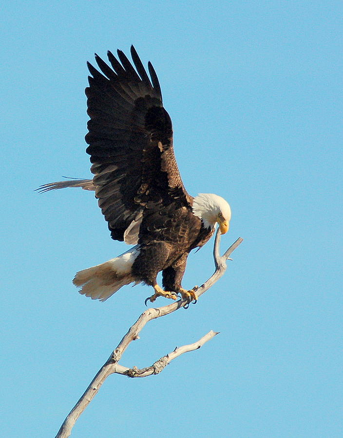 Eagle Photograph by Jeremiah John McBride