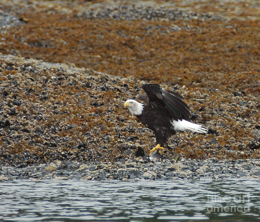 Eagle Juneau AK Photograph by Cindy Murphy - NightVisions 