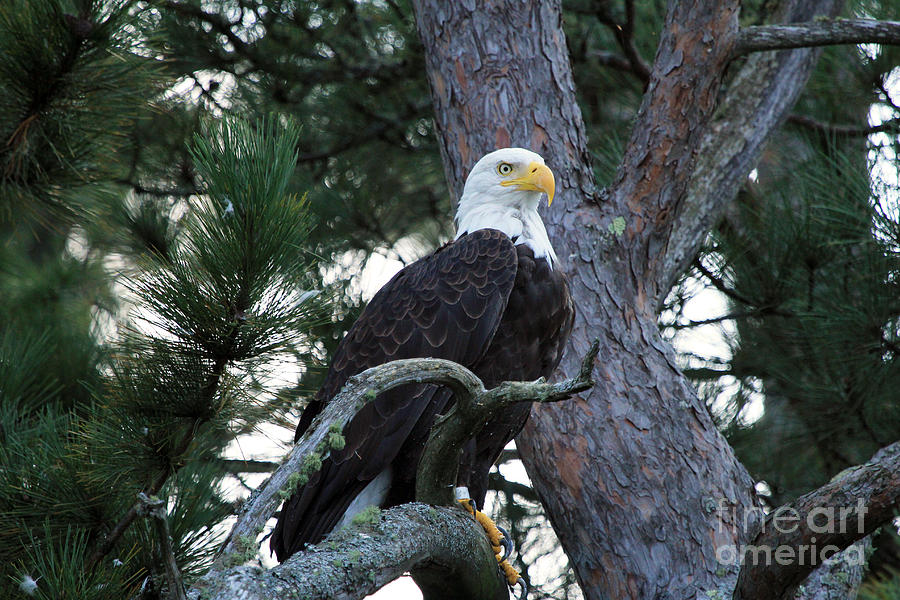 Eagle Photograph - Eagle by Kathy Eastmond