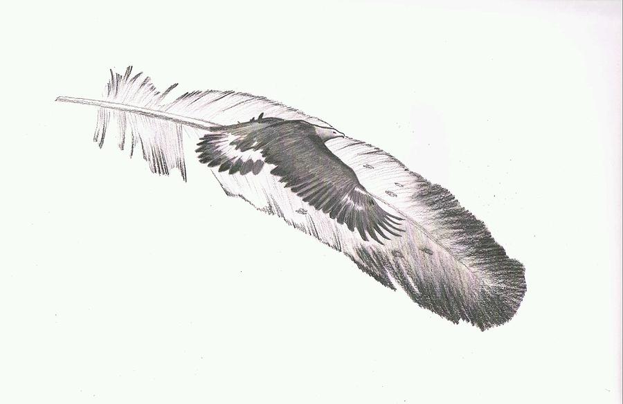 Pencil Drawing - Eagle by Keith Spence.