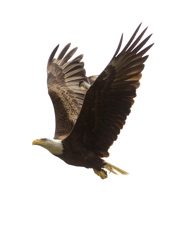 Bald Eagle, Eastern Kingbird, Haliaeetus leucocephalus, North Carolina, Photograph, Print Photograph by Eric Abernethy