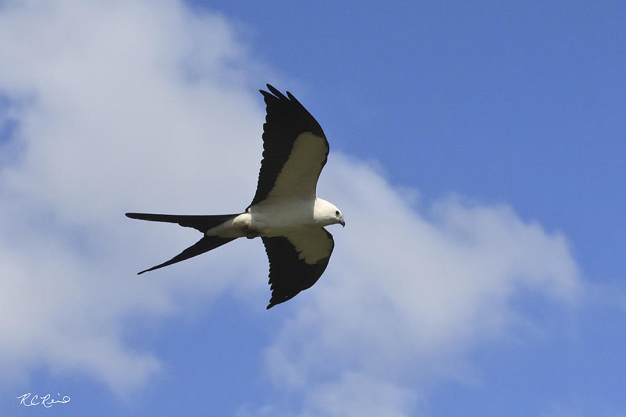 Eagle Lakes Park - Swallow Tailed Kite Photograph by Ronald Reid