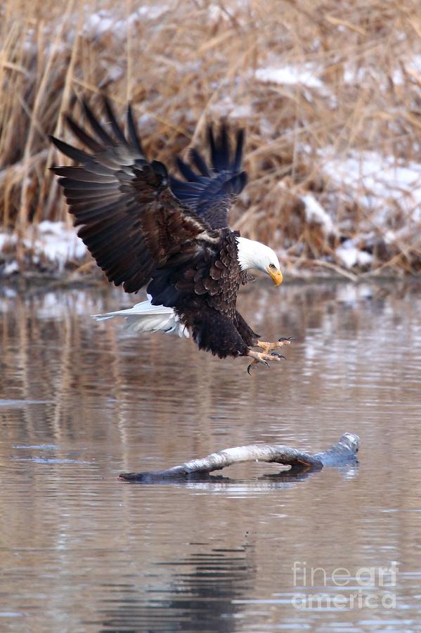 Eagle Landing Photograph by Bill Singleton