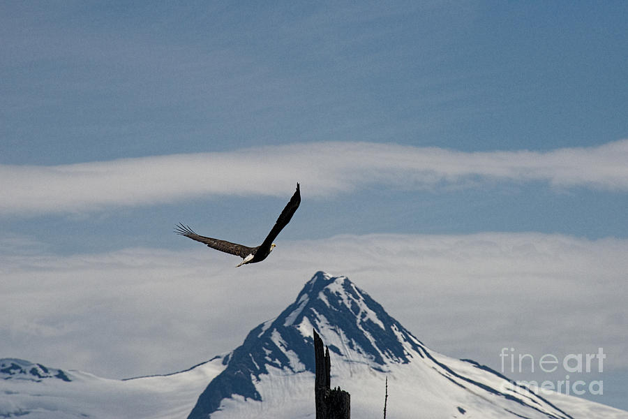 Eagle Landing Photograph by David Arment