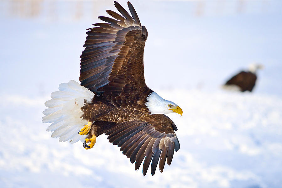 Eagle Landing Photograph by Greg Norrell