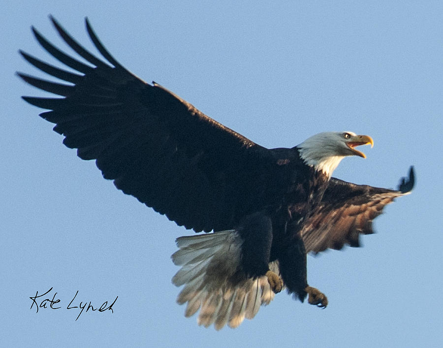 Eagle landing by Kate Lynch Eagle landing by Kate Lynch