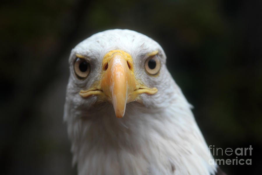 Eagle Photograph - Eagle looking by Dwight Cook