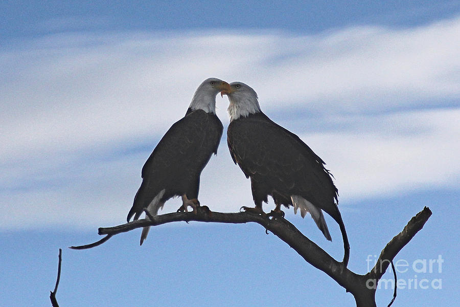 Eagle Love Photograph by Bob Hislop