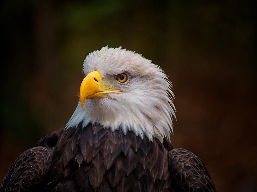 Eagle Photograph by Mark Steven Houser