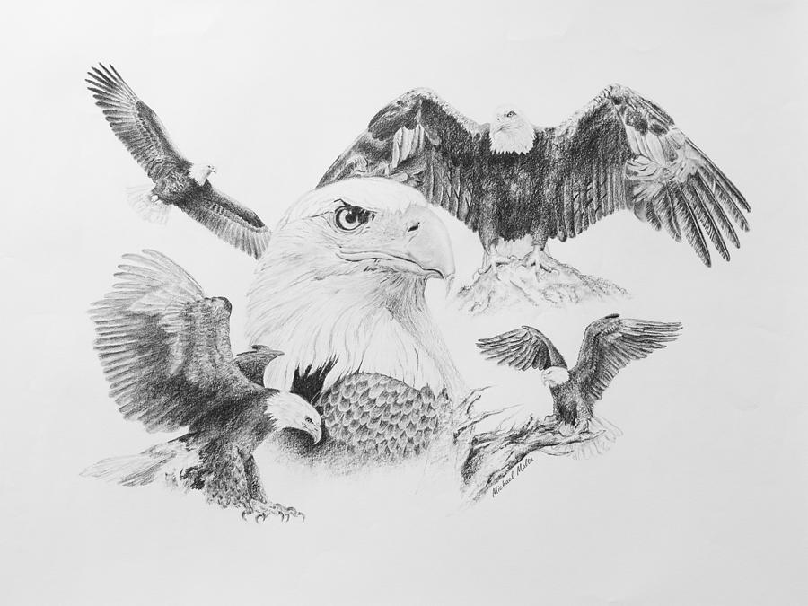 Eagle Montage Drawing