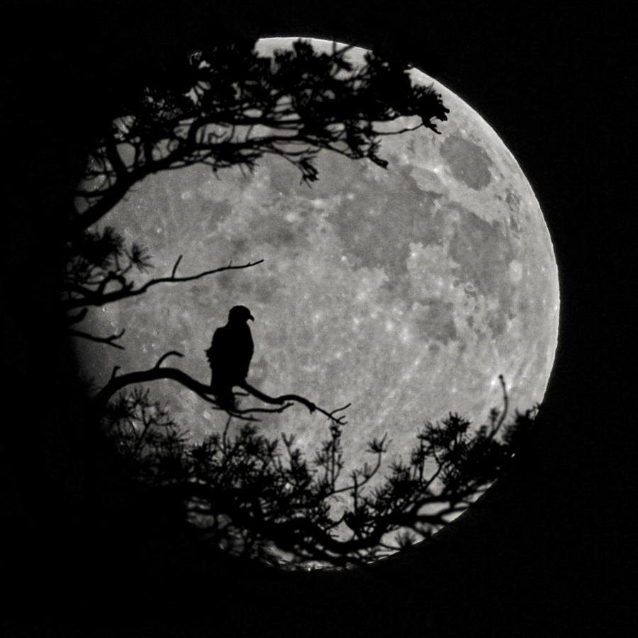 Eagle Moon Photograph by Ernest Echols