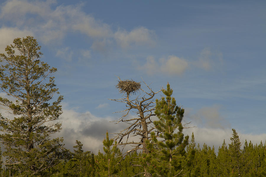 Eagle Nest Photograph by Jack R Perry