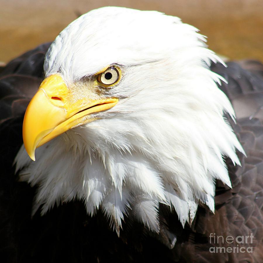 Eagle Photograph