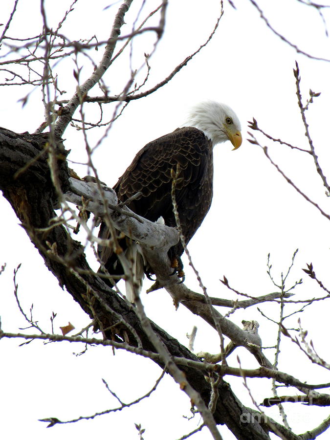 Eagle of Freedom Photograph by Carol Milisen