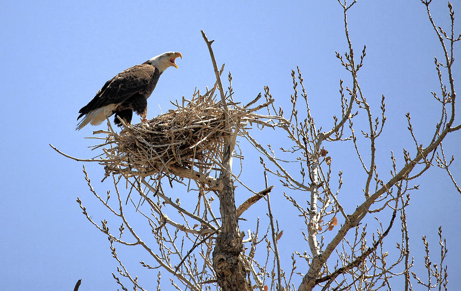 Eagle on Blue Harring Nest Colorado.  Photograph by James Steele