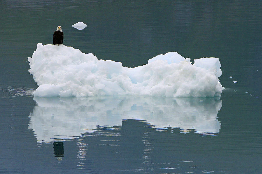 Eagle on Ice Photograph by Shoal Hollingsworth