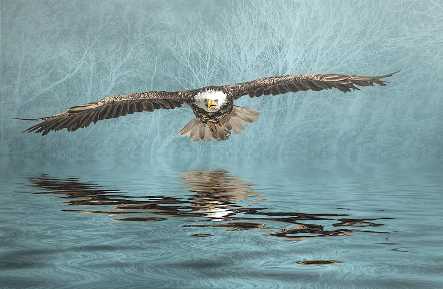 Eagle on Misty Lake Photograph by Brian Tarr