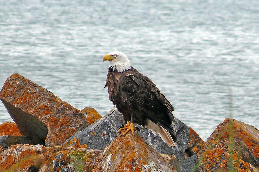 Eagle On Rocks Photograph