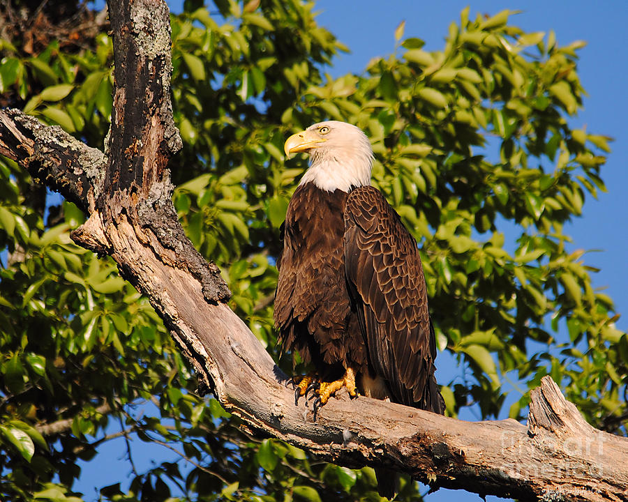 Eagle on Roosting Branch II Photograph by Jai Johnson
